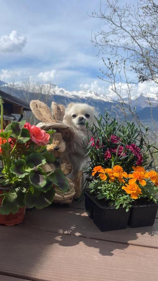 Alpin Suisse * Veysonnaz